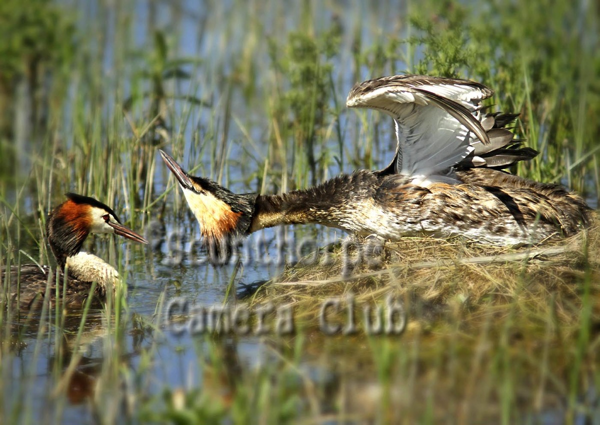 Pair of Greater Crested Grebes